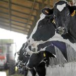 Las vacas menorquinas concursarán en la Fira del Camp de Alaior