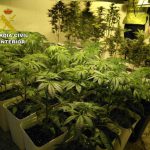 Detenido en Santa Gertrudis por tener una plantación de marihuana en su vivienda