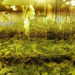 Desmantelada una plantación de 163 plantas de marihuana en un domicilio de Llucmajor