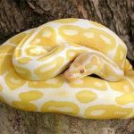 Encuentran la serpiente pitón albina extraviada en Llucmajor