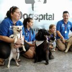 Un solo médico ha protestado contra las visitas de mascotas a los enfermos del Hospital de Can Misses