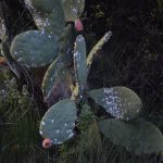 El Consell d'Eivissa advierte sobre la llegada a la isla de la plaga de la 'cochinilla del nopal'