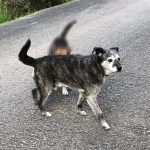 Estellencs pide colaboración ciudadana para encontrar a los dueños de un perro perdido