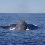 Se limitan las prospecciones petrolíferas en Balears por la protección del Corredor de Cetáceos