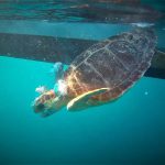 Liberan a dos tortugas marinas en sa Dragonera tras tres meses en rehabilitación