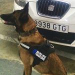 'Kata' y la policía contra el tráfico y el consumo de drogas en Eivissa