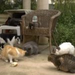 Manacor Moixos acoge y cuida a los gatos abandonados del municipio