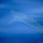 Avistan a un tiburón blanco de cinco metros cerca de Cabrera