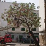 Bombers de Palma inicia la tala de una veintena de árboles en riesgo de caída en Camp Redó