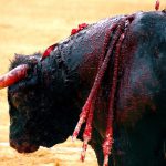 Esquerra Unida pide la suspensión de la corrida de toros de Inca