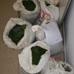 La Policía de Calvià incauta 35 kilos de fonoll marí