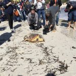 Liberan en s'Amarador (Santanyí) a dos tortugas rescatadas y rehabilitadas por el Cofib