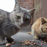Marratxí aplaza la aprobación inicial del reglamento de las colonias felinas