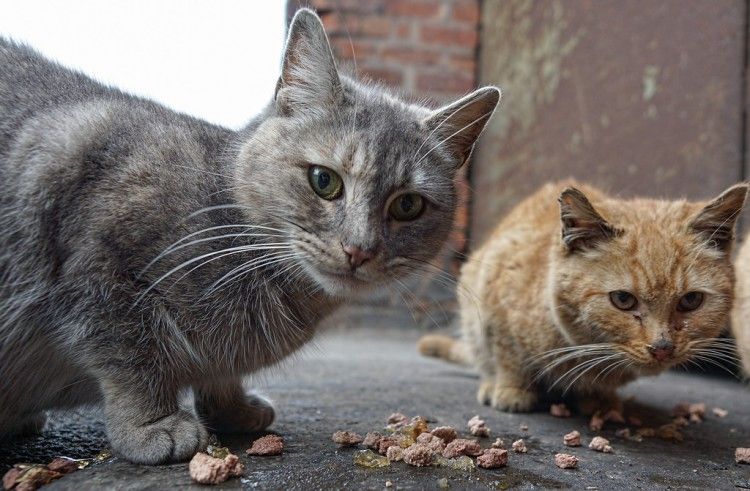 gato, animales callejeros