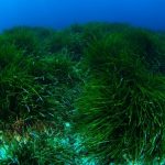 Oceana apoya la creación de tres nuevas reservas marinas en Balears