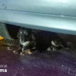 La Policía Local difunde la imagen de un perro perdido en Palma