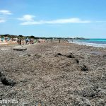 Terraferida pide al Govern que impida la retirada "masiva" de restos de posidonia de la Playa de Sa Ràpita