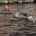 Salvamento Marítimo remolca el cadáver de un cetáceo hasta una cala de Pollença