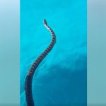 Una serpiente nadando en aguas de Capdepera causa el pánico