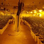Tres detenidos y más de 850 plantas de marihuana intervenidas en una plantación en un polígono de Llucmajor