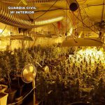 La Guardia Civil interviene 378 plantas de marihuana en Eivissa