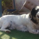 Preocupación entre los vecinos de Manacor y Sant Llorenç por robo masivo de perros
