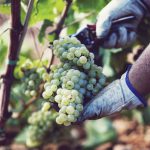 La DO Binissalem inicia la campaña de vendimia con las variedades Moscatel y Chardonnay