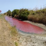 El GOB alerta de un cambio "drástico" en la biodiversidad de s'Albufera por la salinización