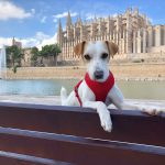 Pipper, el perro turista, llega a Palma