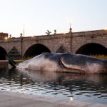Aparece una ballena varada en Madrid