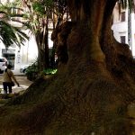 El bellasombra de la Plaça de la Reina de Palma está en peligro