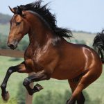 KANTAKA, nueva empresa dedicada al mundo del caballo