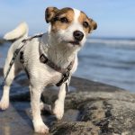 4 playas para ir con tu perro