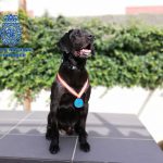 El perro policía 'Doky' recibe la medalla de Mención Honorífica