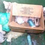 Rescatan a nueve cachorros abandonados en un contenedor de basura en Inca