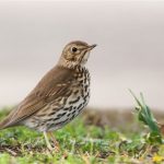El GOB critica que Medio Ambiente autorice la caza de aves migratorias en la finca de Son Real