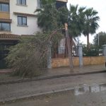 Cort retira árboles caídos en siete puntos de Palma por el temporal de viento