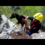 Así rescatan los bomberos a un perro atrapado