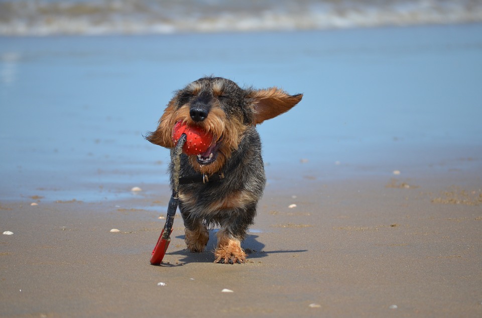 playa canina andratx