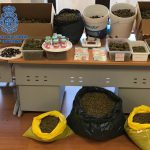 Incautan más de 14,5 kilos de marihuana en una asociación de cannabis de Palma