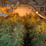 Detenido por cultivar 200 plantas de marihuana en su casa de Cala Rajada