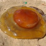 La medusa huevo frito, la nueva amenaza para los bañistas