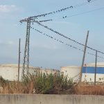 La Federación Balear de Caza advierte de la "sobrepoblación" de paloma torcaz