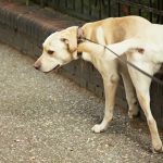 Es Castell multará a los dueños de los perros que orinen en las fachadas