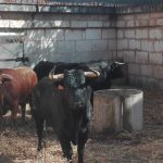 AnimaNaturalis anuncia movilizaciones ante la posible vuelta de los toros a Mallorca