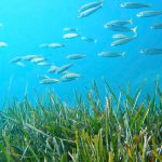 Las ONG ambientales aplauden la aprobación del Decreto sobre la conservación de la Posidonia en Balears