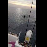 Avistan un tiburón peregrino en aguas de Mallorca