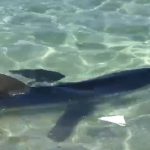 Un tiburón siembra el pánico entre los bañistas en Cales de Mallorca