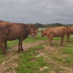 Rescatan a 15 vacas que han sido arrastradas al intentar cruzar el Barranc d'Algendar