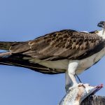 Reintroducen el águila pescadora en la Comunitat Valenciana para conectar la población de Balears y Andalucía